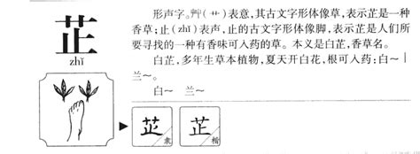 芷的五行|芷字的五行属什么